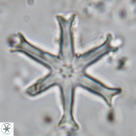 Discoaster surculus VR 10306