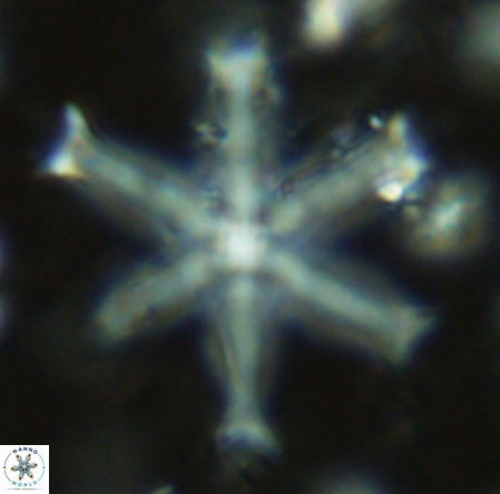Discoaster surculus VR 10308