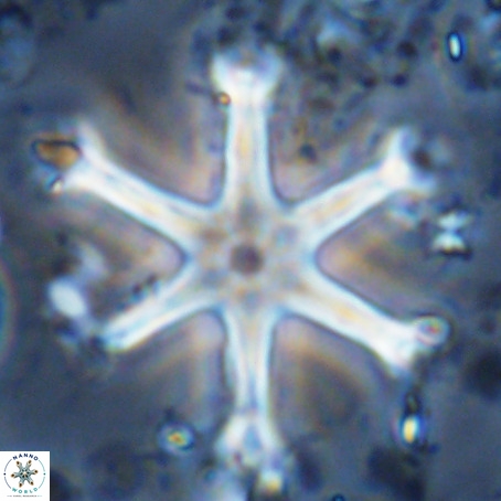 Discoaster surculus VR 10311