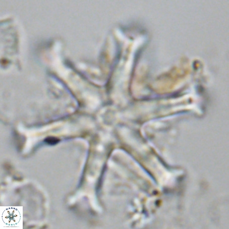 Discoaster surculus VR 10337