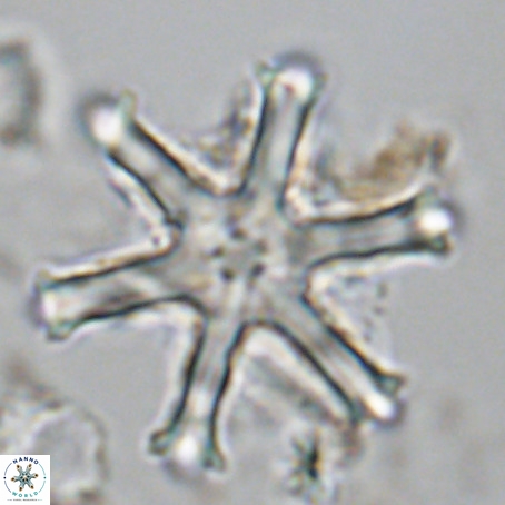 Discoaster surculus VR 10338