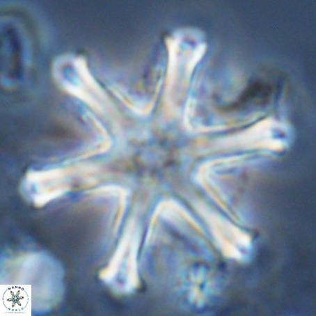 Discoaster surculus VR 10348