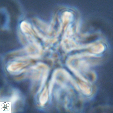 Discoaster surculus VR 10349