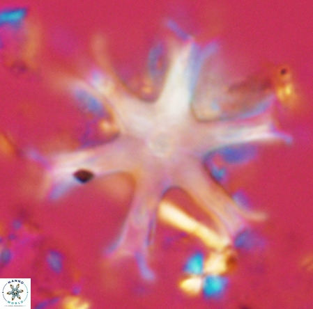 Discoaster surculus VR 10340