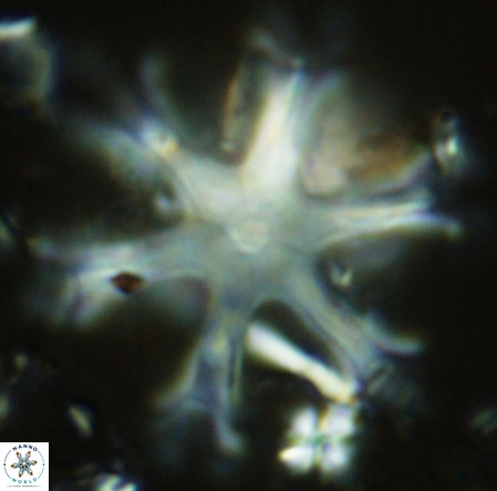 Discoaster surculus VR 10341