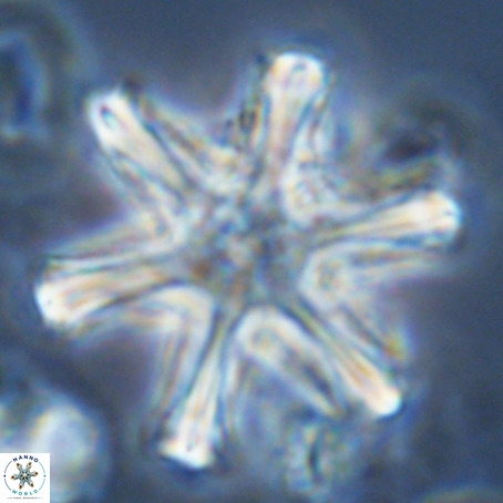 Discoaster surculus VR 10354