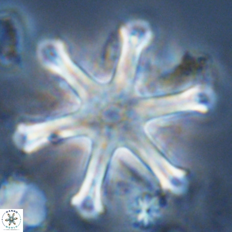 Discoaster surculus VR 10352