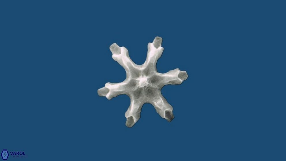 Discoaster surculus 1 1466 28