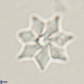Discoaster saipanensis VR 026312