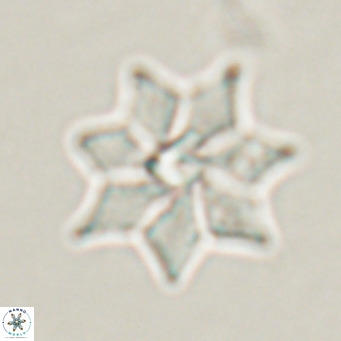 Discoaster saipanensis VR 026312