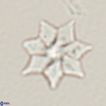 Discoaster saipanensis VR 026313