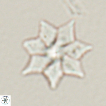 Discoaster saipanensis VR 026313