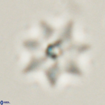 Discoaster saipanensis VR 026314