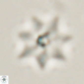 Discoaster saipanensis VR 026314