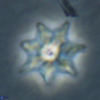 Discoaster saipanensis VR 026316