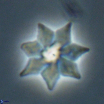 Discoaster saipanensis VR 026318