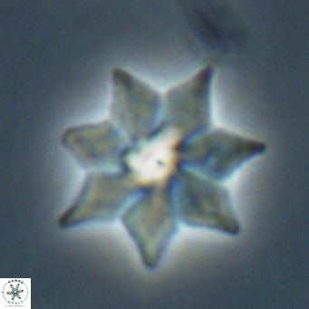 Discoaster saipanensis VR 026318