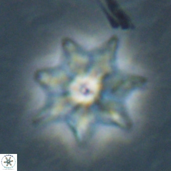 Discoaster saipanensis VR 026319