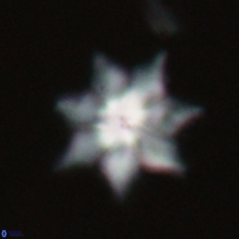 Discoaster saipanensis VR 026322