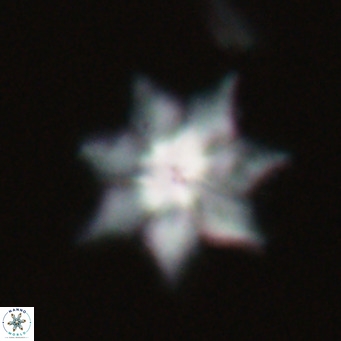 Discoaster saipanensis VR 026322