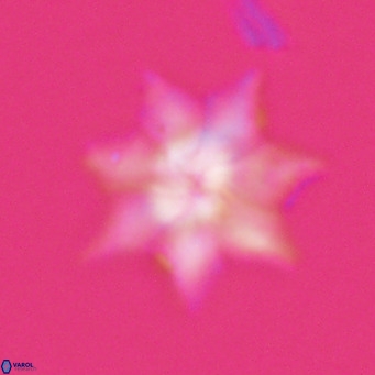 Discoaster saipanensis VR 026324