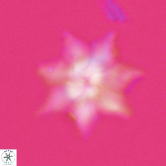 Discoaster saipanensis VR 026324