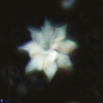 Discoaster saipanensis VR 02747