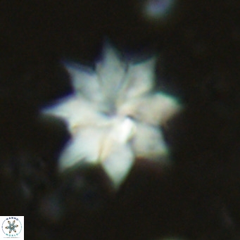 Discoaster saipanensis VR 02747