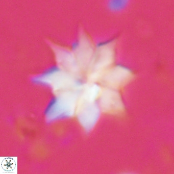 Discoaster saipanensis VR 02748