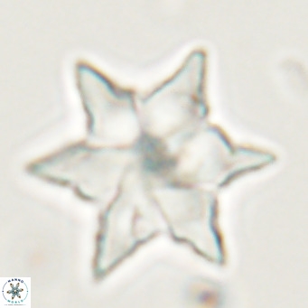 Discoaster saipanensis VR 34375