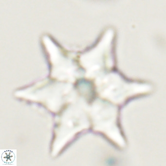Discoaster saipanensis VR 34376