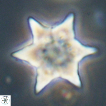 Discoaster saipanensis VR 34377