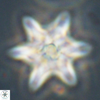 Discoaster saipanensis VR 34378