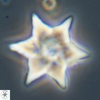Discoaster saipanensis VR 34379