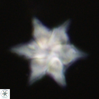Discoaster saipanensis VR 34384