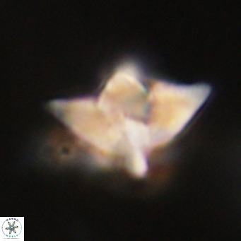 Discoaster saipanensis VR 34385