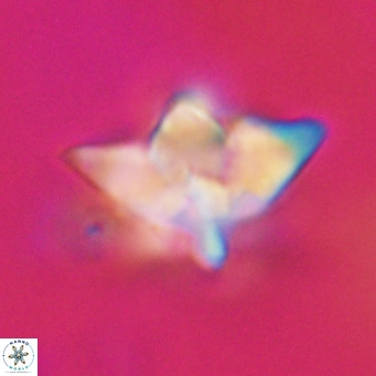 Discoaster saipanensis VR 34386