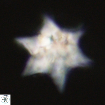 Discoaster saipanensis VR 34387