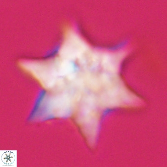 Discoaster saipanensis VR 34388