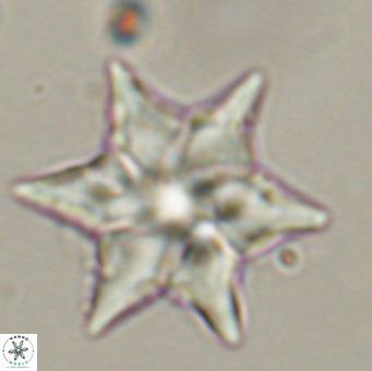 Discoaster saipanensis VR 34380