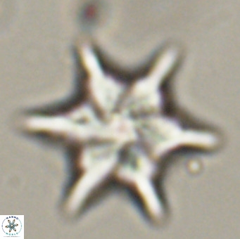 Discoaster saipanensis VR 34381