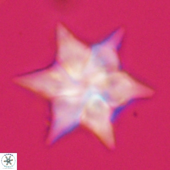 Discoaster saipanensis VR 34383