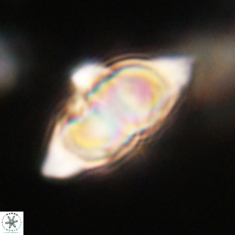 Discoaster saipanensis VR 34390