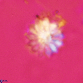 Discoaster salisburgensis VR 29164