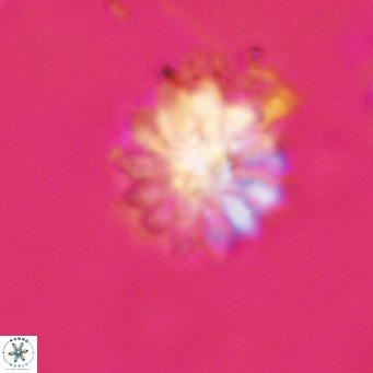 Discoaster salisburgensis VR 29164