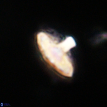 Discoaster salisburgensis VR 29166