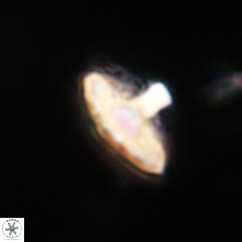 Discoaster salisburgensis VR 29166