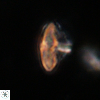Discoaster salisburgensis VR 29167