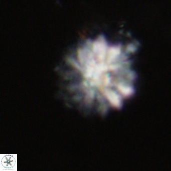 Discoaster salisburgensis VR 29162
