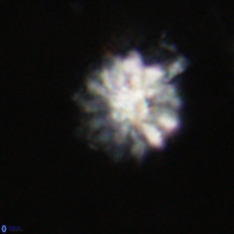 Discoaster salisburgensis VR 29163
